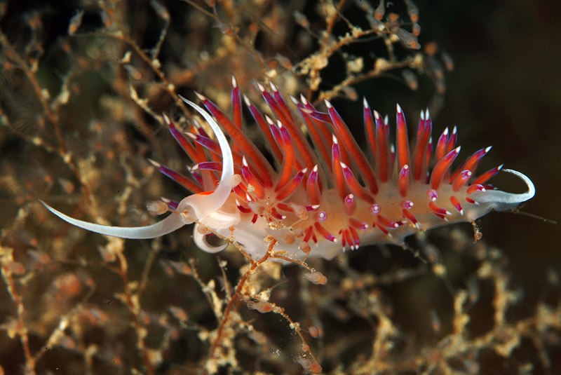 Riproduzione Cratena peregrina